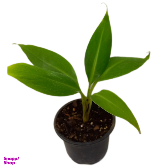 گیاه طبیعی نهال موز کد 02