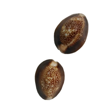 صدف تزیینی آکواریوم مدل 103 مجموعه 2 عددی