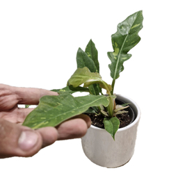 گیاه طبیعی فیلودندرون کنگره مدل آتشین کد 02