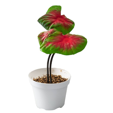 گیاه طبیعی کالادیوم کد 001