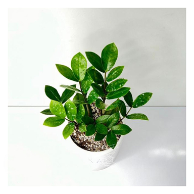 گیاه طبیعی زامیفولیا سبز متوسط به همراه گلدان