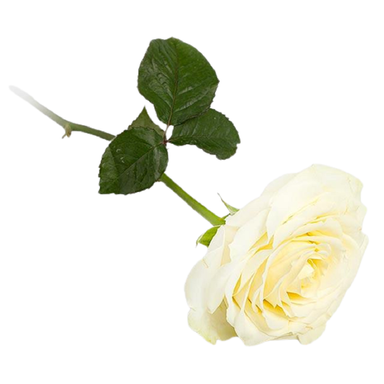 گل رز سفید 1 شاخه