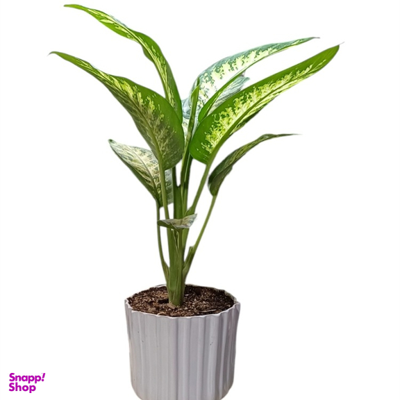 گیاه طبیعی دیفن باخیا گلدونه کد 20089
