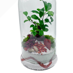 تراریوم بنسای فیکوس طرح وایت اورنج
