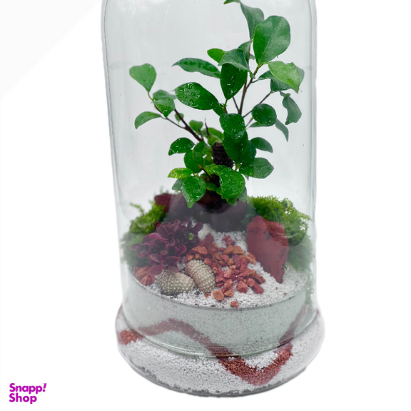 تراریوم بنسای فیکوس طرح وایت اورنج