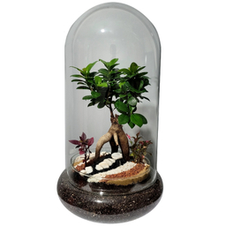 تراریوم ترارتوس مدل بونسای رتوزا کد 01