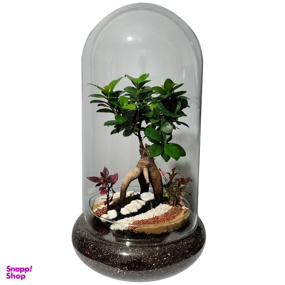 تراریوم ترارتوس مدل بونسای رتوزا کد 01