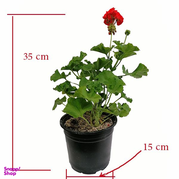 گیاه طبیعی شمعدانی هلندی مدل 5159955