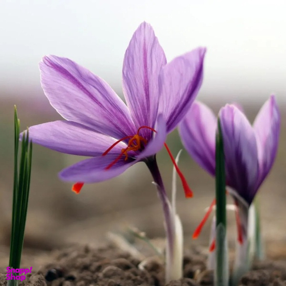 زعفران سرگل طرح اطلس جوان بختی وزن 1 گرم