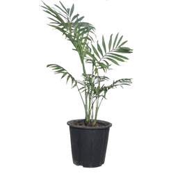 گیاه طبیعی نخل شامادورا کد 0011