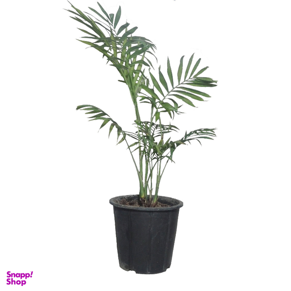 گیاه طبیعی نخل شامادورا کد 0011