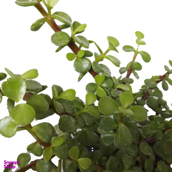 گیاه طبیعی کراسولا خرفه ای کد rp01