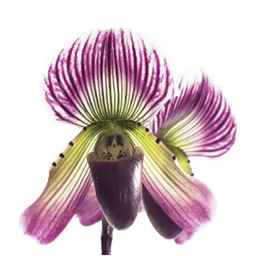 قالب فوندانت به گز مدل ست گل ارکیده اسلیپر مجموعه 13 عددی