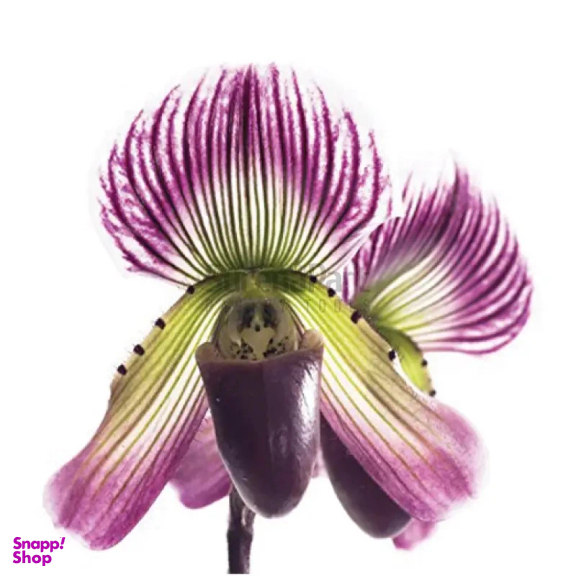 قالب فوندانت به گز مدل ست گل ارکیده اسلیپر مجموعه 13 عددی