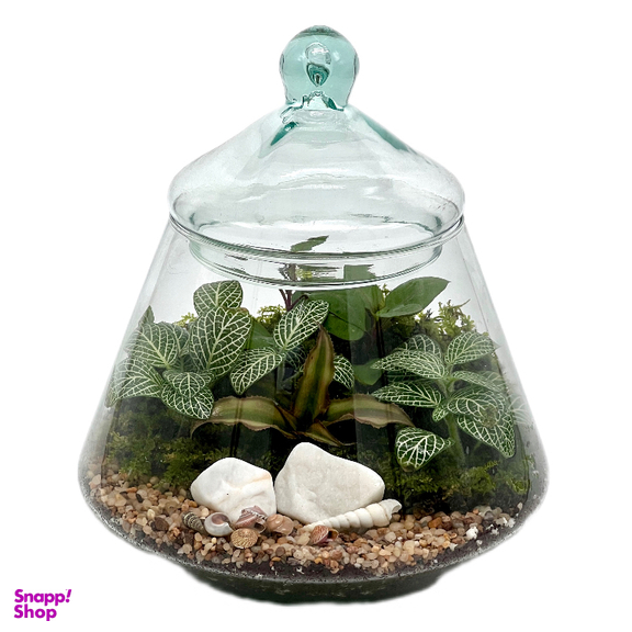 تراریوم مدل هرمی 2 سایز کوچک