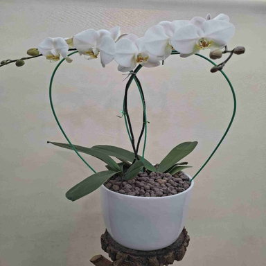 گلدان گل طبیعی کد p-0441