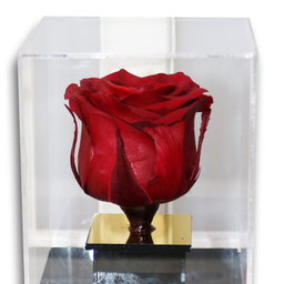 تندیس تمام پلکسی گل رز جاودان قرمز مدل LED دار