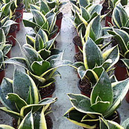 گل طبیعی سانسوریا ابلق تافکو مدل پا کوتاه کد s2