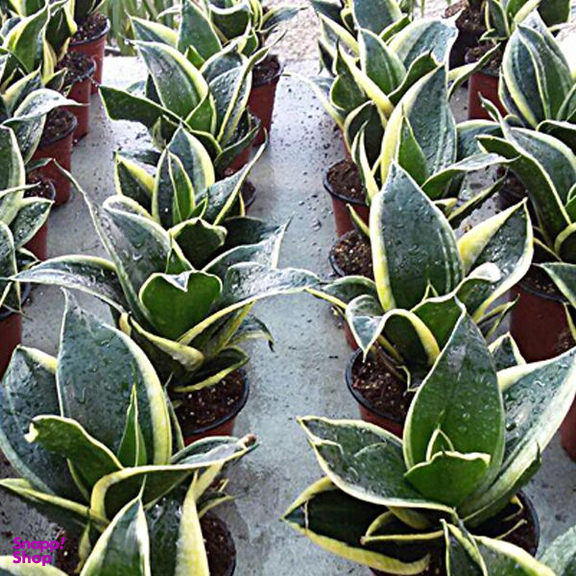 گل طبیعی سانسوریا ابلق تافکو مدل پا کوتاه کد s2