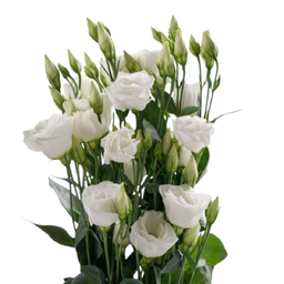 دسته گل لیسیانتوس سفید