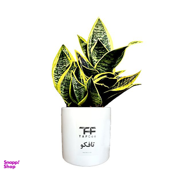 گل طبیعی سانسوریا ابلق تافکو مدل پا کوتاه کد s2