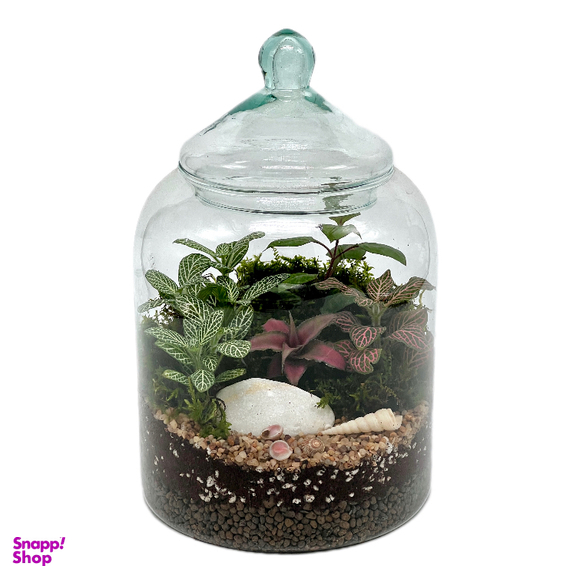 تراریوم مدل کپسولی سایز کوچک