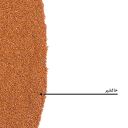 خاکشیر بارجیل