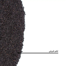 تخم شربتی بارجیل