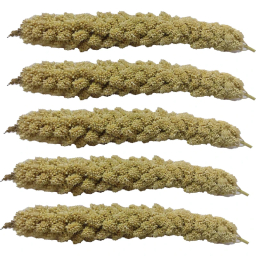 غذا تشویقی پرنده مدل ارزن خوشه ای مناسب طوطی بسته 5 عددی