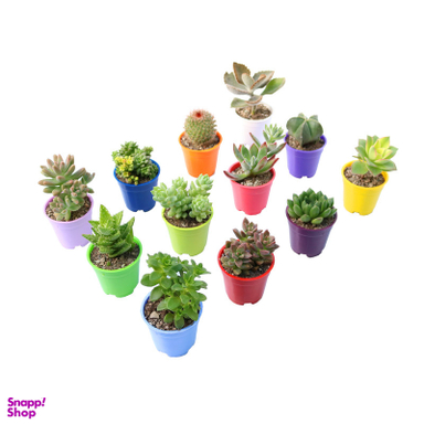 ست گیاه طبیعی کاکتوس و ساکولنت کد 02 مجموعه 12 عددی