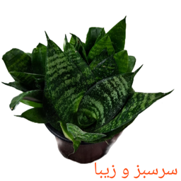 گیاه طبیعی سانسوریا پا کوتاه کد 2520