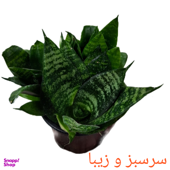 گیاه طبیعی سانسوریا پا کوتاه کد 2520