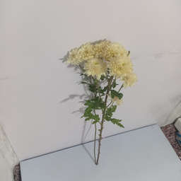 شاخه گل طبیعی داوودی کد 20