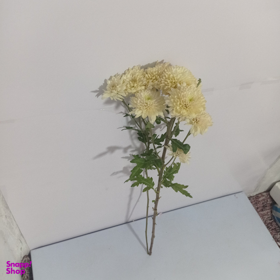 شاخه گل طبیعی داوودی کد 20