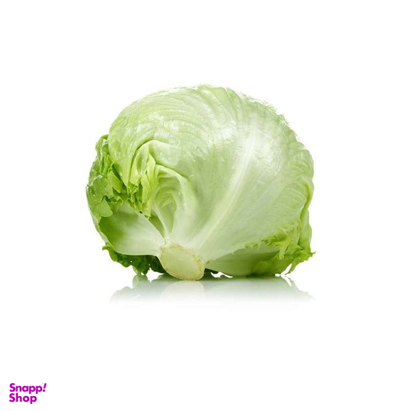 بذر کاهو ایران بذر مدل آیس برگ