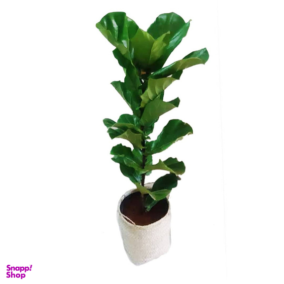 گیاه طبیعی فیکوس آفریقایی مدل P1002