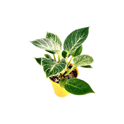 گلدان طبیعی فیلودندرون برکین متوسط