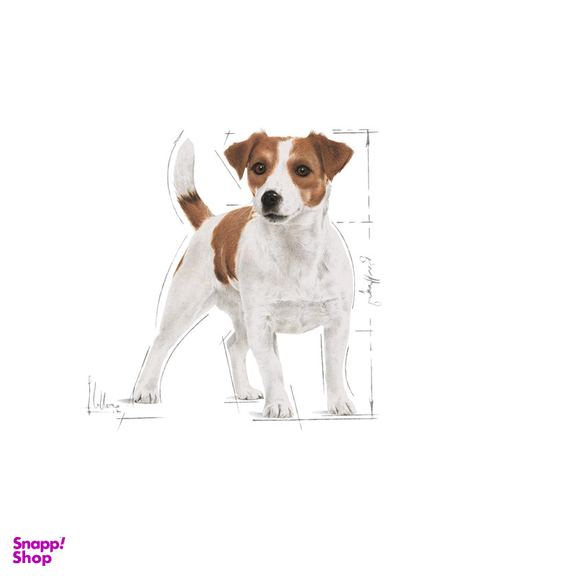 غذای خشک سگ رویال کنین مدل مینی ادالت وزن 2 کیلوگرم