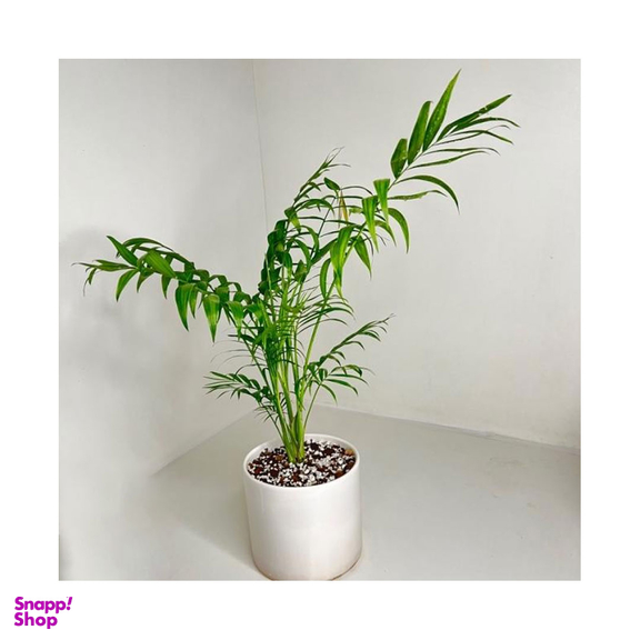 گلدان طبیعی شامادورا