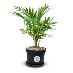 گیاه طبیعی نخل شامادورا کد 24291