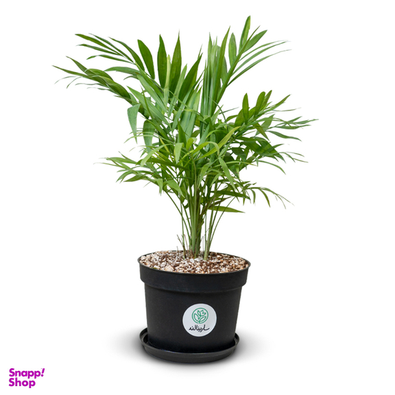 گیاه طبیعی نخل شامادورا کد 24291