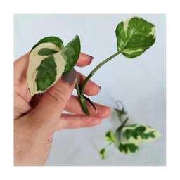 قلمه گیاه پتوس ارتشی