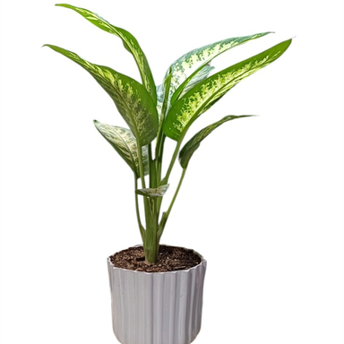 گیاه طبیعی دیفن باخیا گلدونه کد 20089
