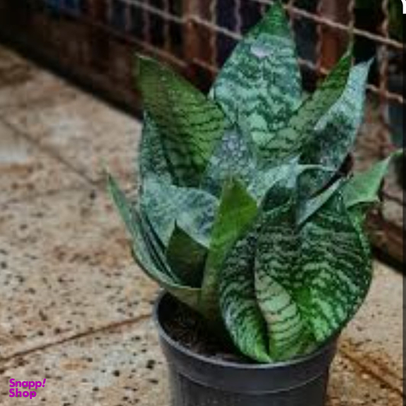 گیاه طبیعی سانسوریا پا کوتاه کد 2520