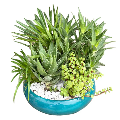 گل طبیعی کاکتوس و ساکولنت گل آنلاین کد 71