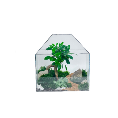 تراریوم بنسای فیکوس مدل آشیونه