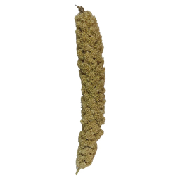غذا تشویقی پرنده مدل ارزن خوشه ای مناسب طوطی بسته 5 عددی