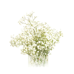دسته گل طبیعی ژیپسوفیلا سایز کوچک رنگ سفید