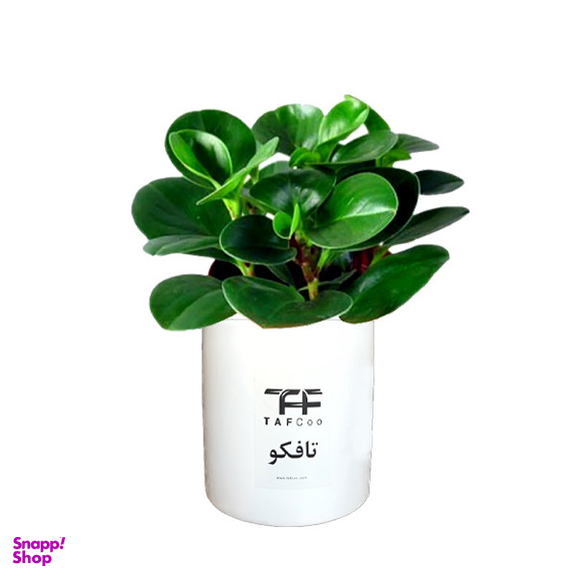 گل طبیعی قاشقی تافکو مدل s1