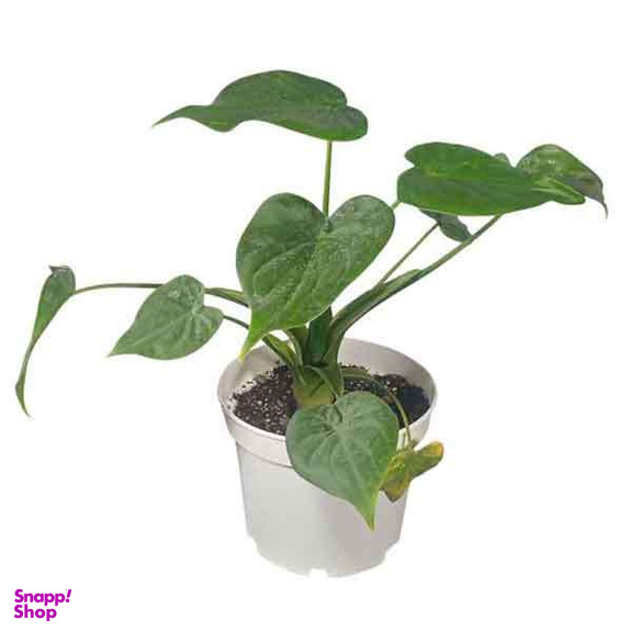 گیاه طبیعی بابا آدم قلبی کوکولاتا کد 07